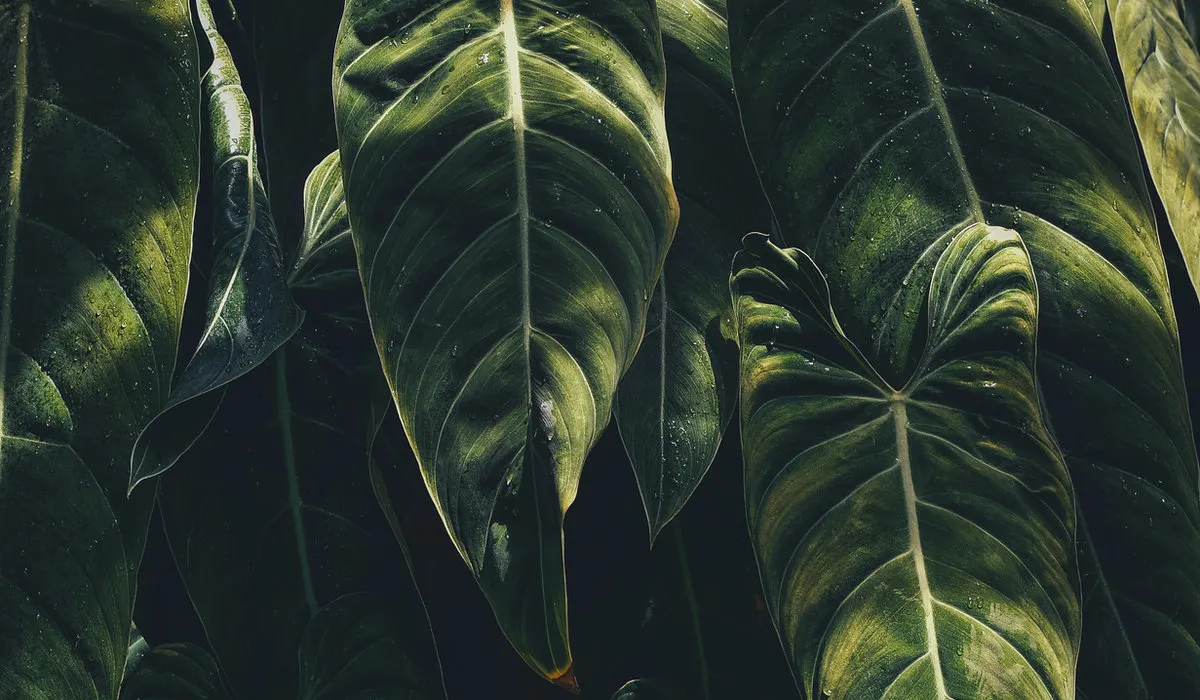 Lush green leaves in soft light, an inspiration for Thy Reveal